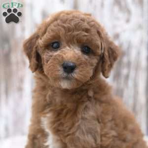 Kassia, Mini Labradoodle Puppy